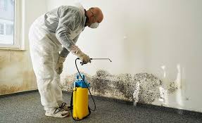 Mold Documentation for Insurance Claims in Mccalla, AL